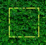 A square frame is in the middle of some green leaves.