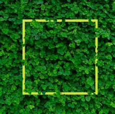 A square frame is in the middle of some green leaves.